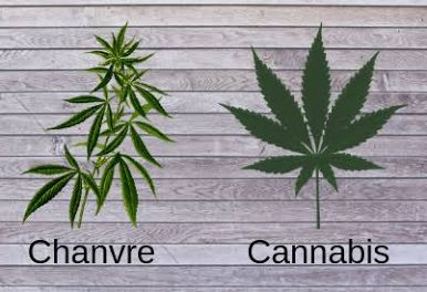 Cannabis (Chanvre)