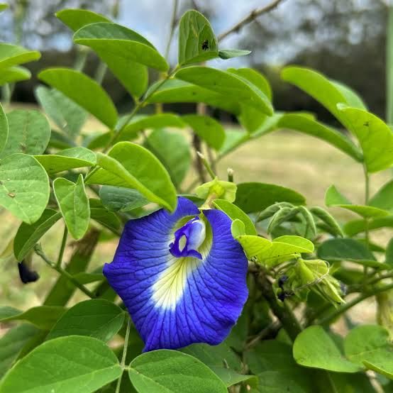 Clitoria (Pois bleu)