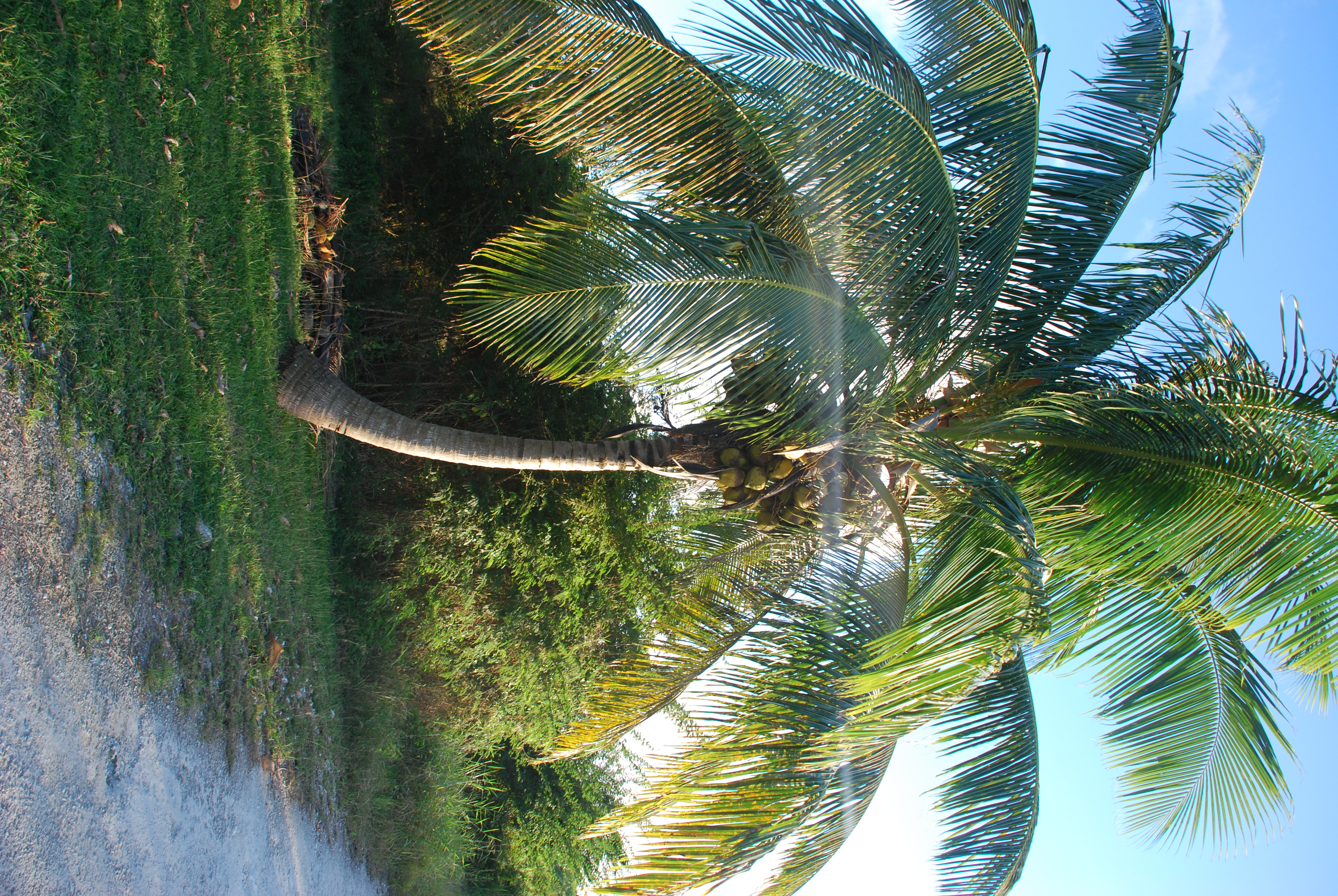 Cocotier (Coco)