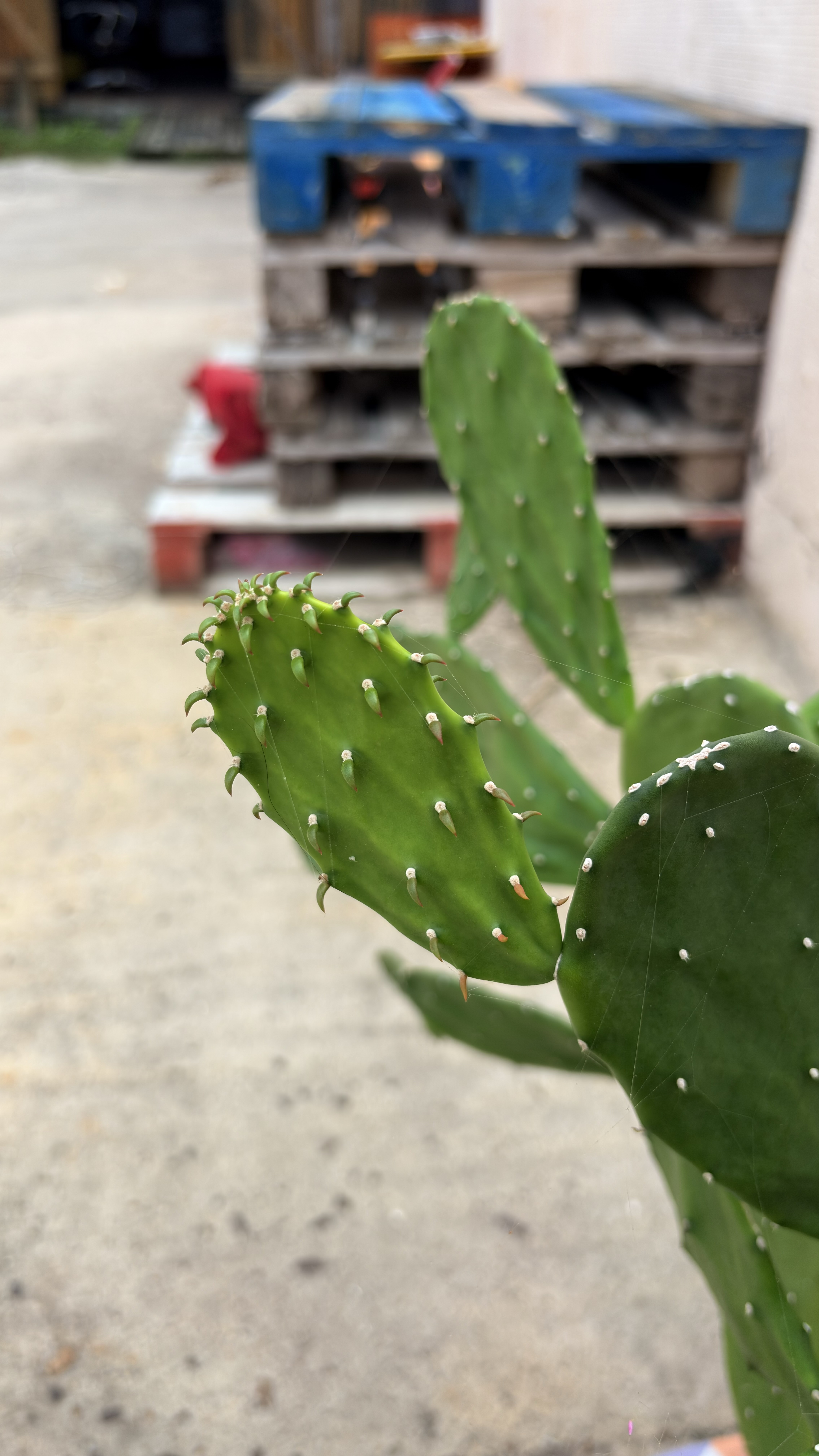Nopalea (Cactus raquette inerme)